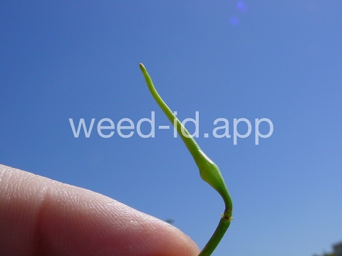 radish